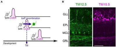 Olfactory information processing viewed through mitral and tufted cell-specific channels